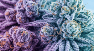 Vanilla Frosting – Elite Vanilla Frosting Legal Weed for Evening Use