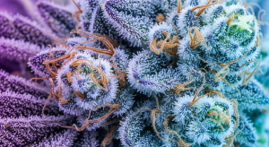 Watermelon Zkittlez – Crave Sweet Terpenes in Watermelon Zkittlez Exotic Hybrid