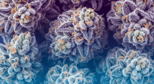 Yikes – Shocking Potency via Yikes Exotic Hybrid Delivery