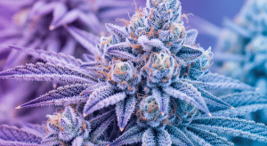 Ze Chem – Legendary Chemdog Roots in Ze Chem Premium Exotic Flower