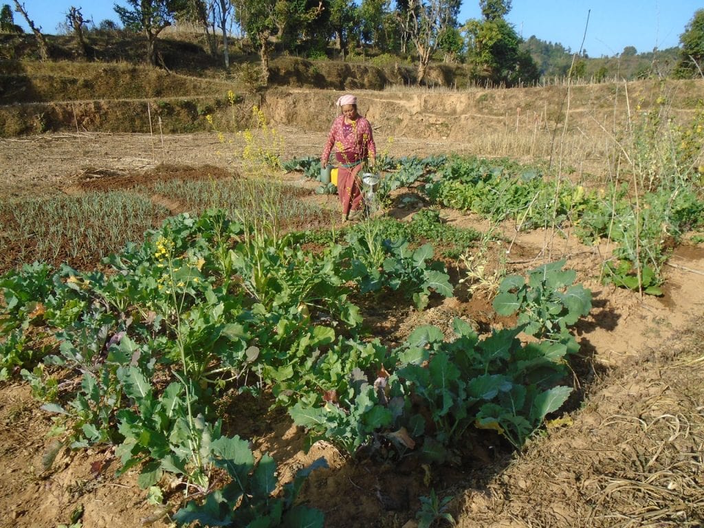 Hum Kamari walking and watering her crops. 