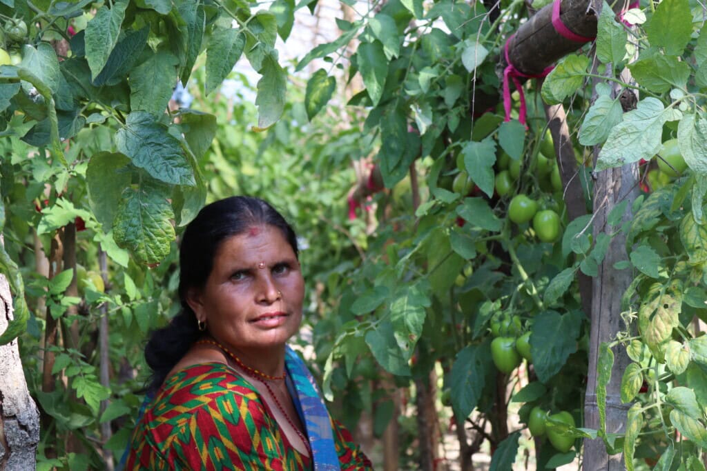 Harikala is pictured standing among her lush crop of tomatoes that tower over her.