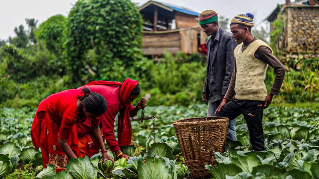 Four people are pictured in a cabbage field in rural Nepal. Two men are watching two women harvest and weigh cabbages before the picked produce is placed in a large wicker basket.