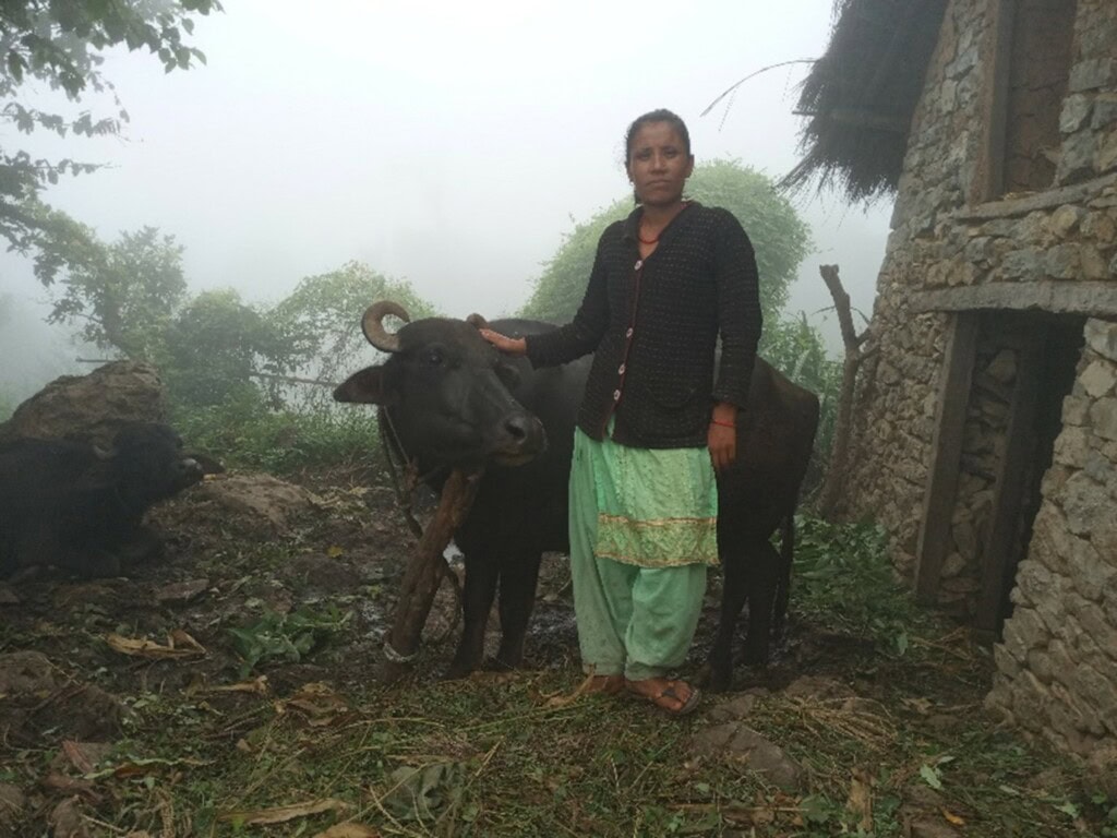 Hermina stands outside her buffalo shed with one of her buffaloes.