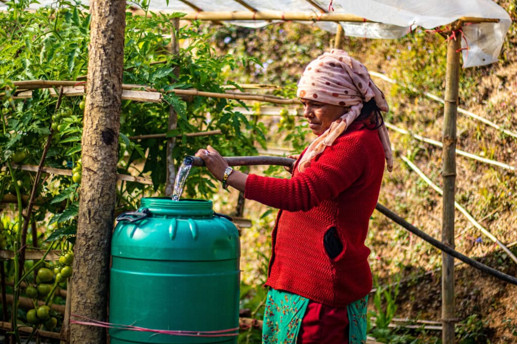 A Nepali woman standing next to a semi-covered row of tomato plants. She has a water hose in her hands and she is filling a plastic vessel with water.