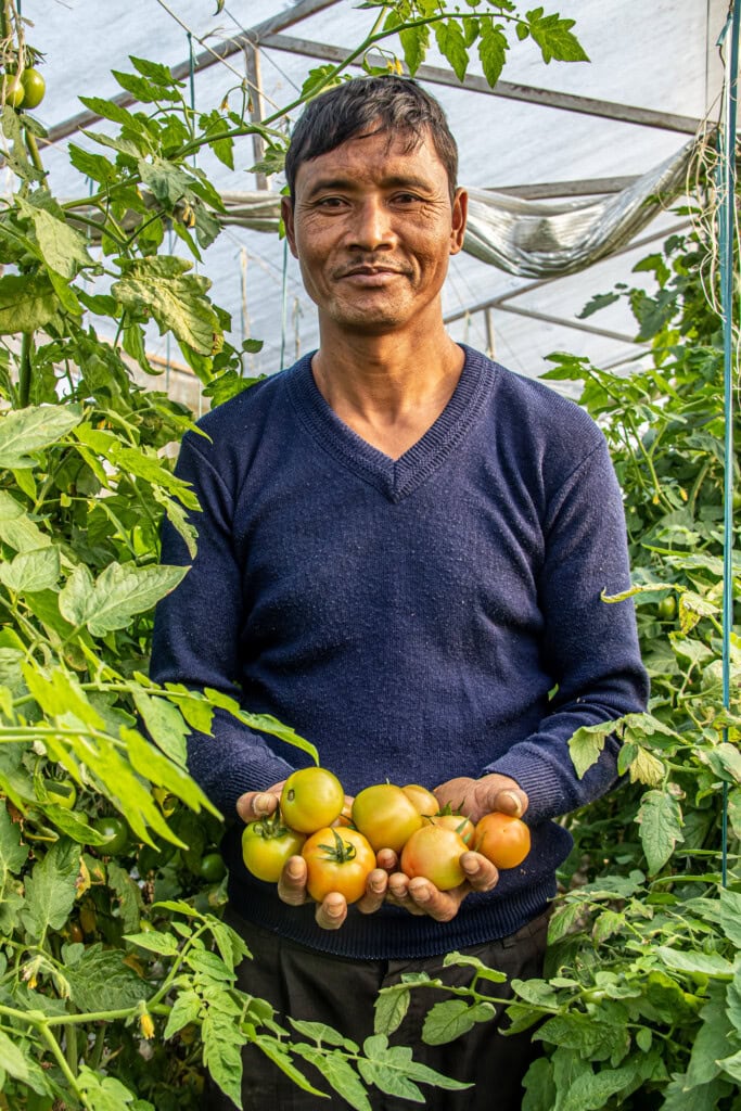 A Nepali farmer standing inside a greenhouse, amongst towering tomato plants, holding two handfuls of recently harvested tomatoes.  