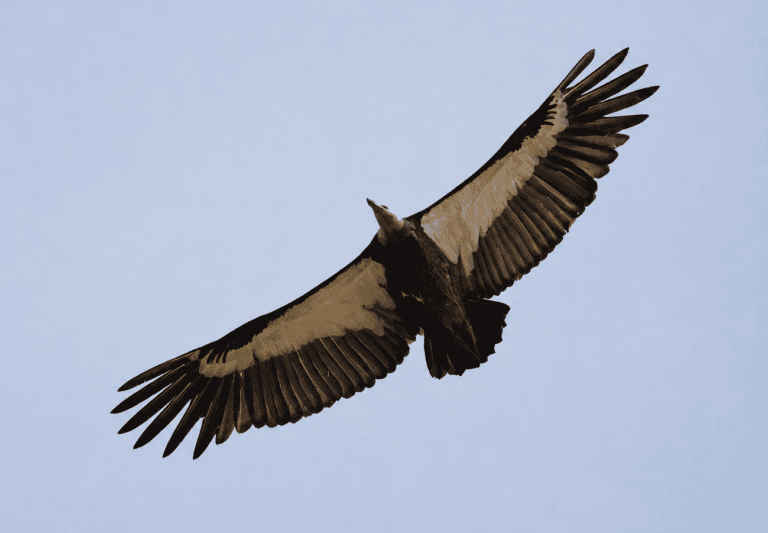 White-rumped-vulture-in-the-sky-of-Sukhlaphanta-National-Park-