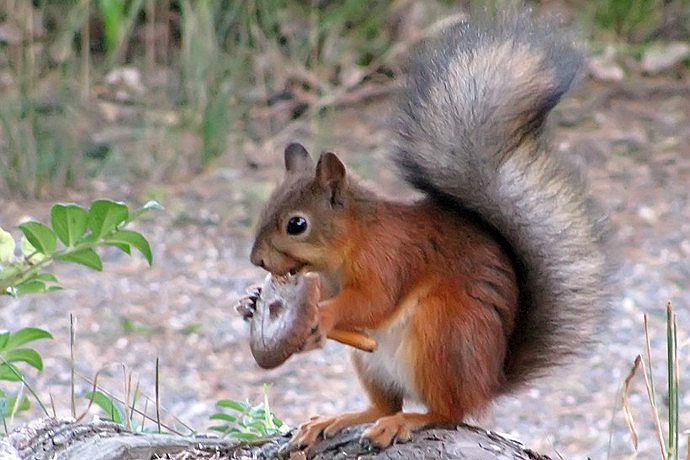 vegan-mushroom-vegetarian-animals