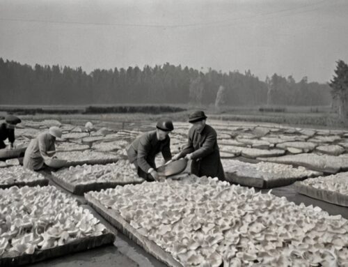 Oyster Mushrooms: From World War II Savior to Modern Superfood