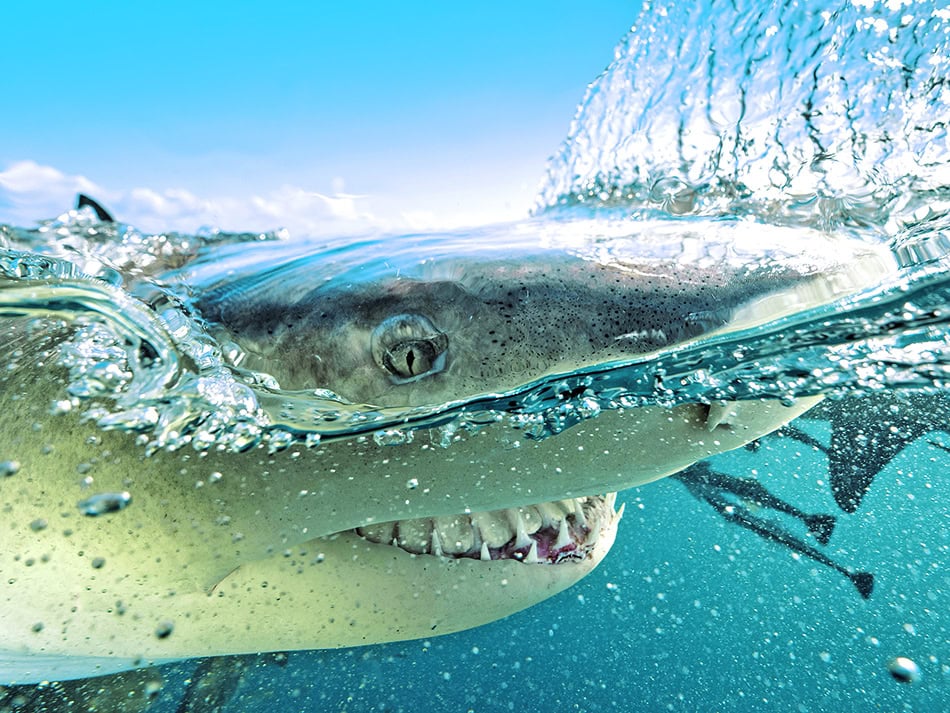 Plongez n56 aventure image 14