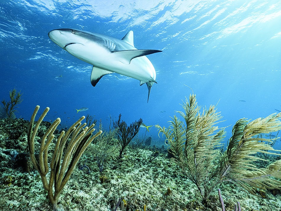 Plongez n56 aventure image 15