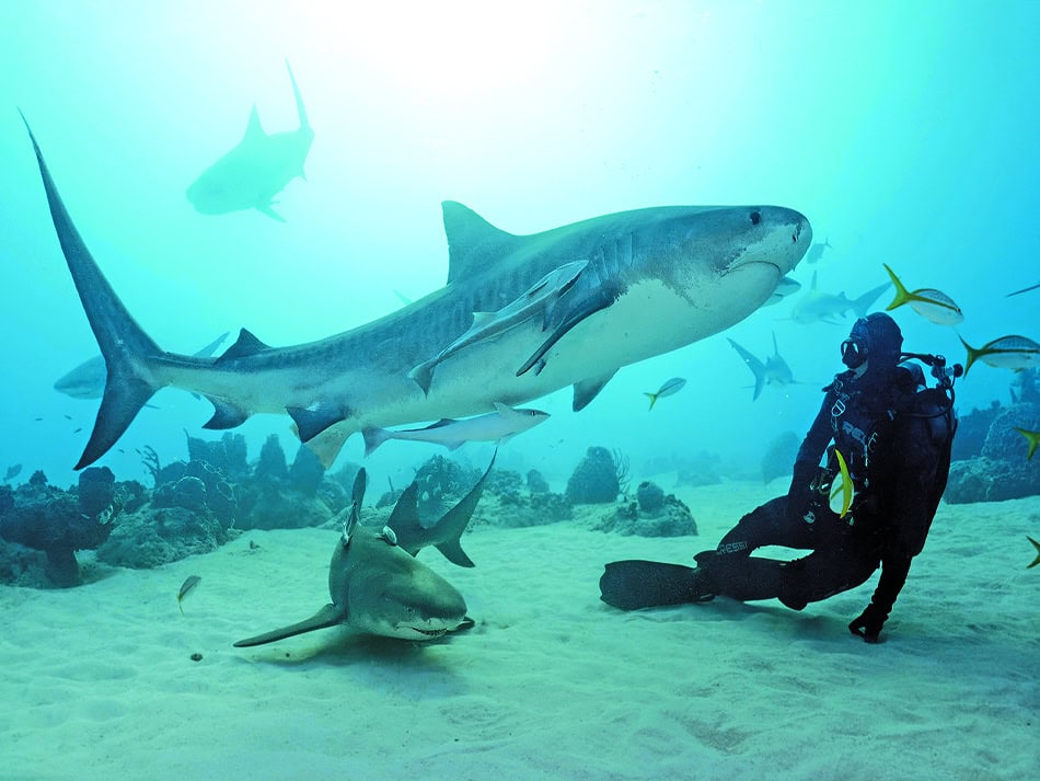 Plongez n56 aventure image 16