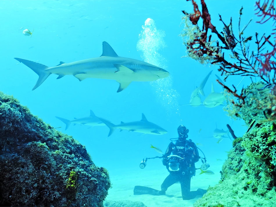 Plongez n56 aventure image 3