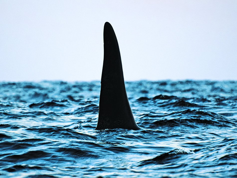 Plongez n56 aventure image 4