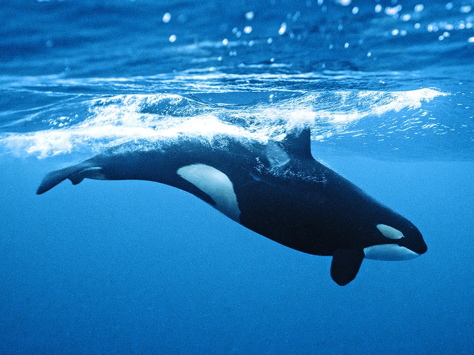 Plongez n56 aventure image 5