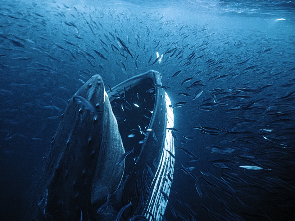 Plongez n56 aventure image 9