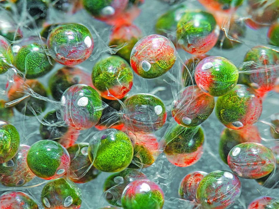 Plongez n56 bdp biodiversite image 5