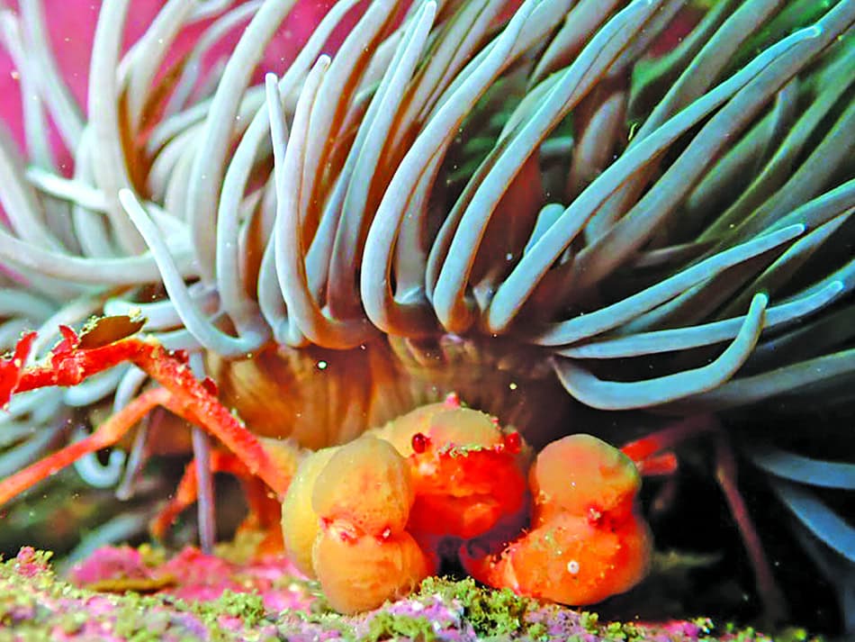 Plongez n56 dossier image 16