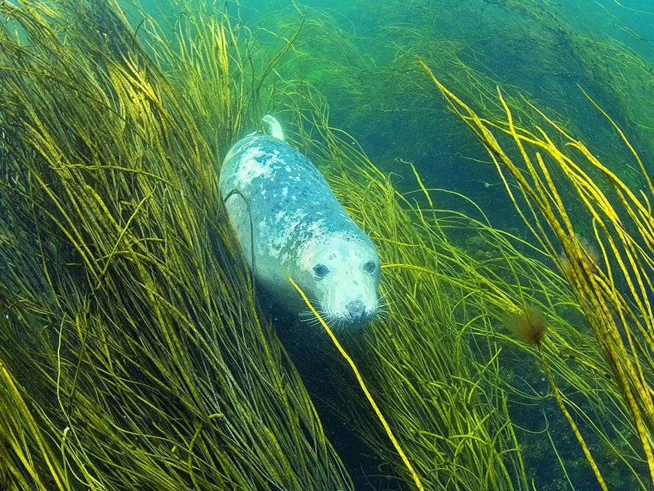 Plongez n56 dossier image 8