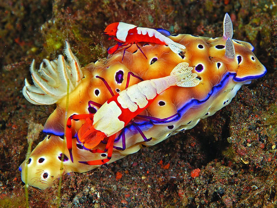 Plongez n56 educationdu regard image 2