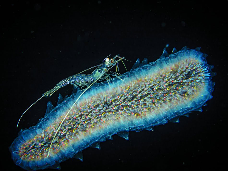 Plongez n56 histoire image image 1