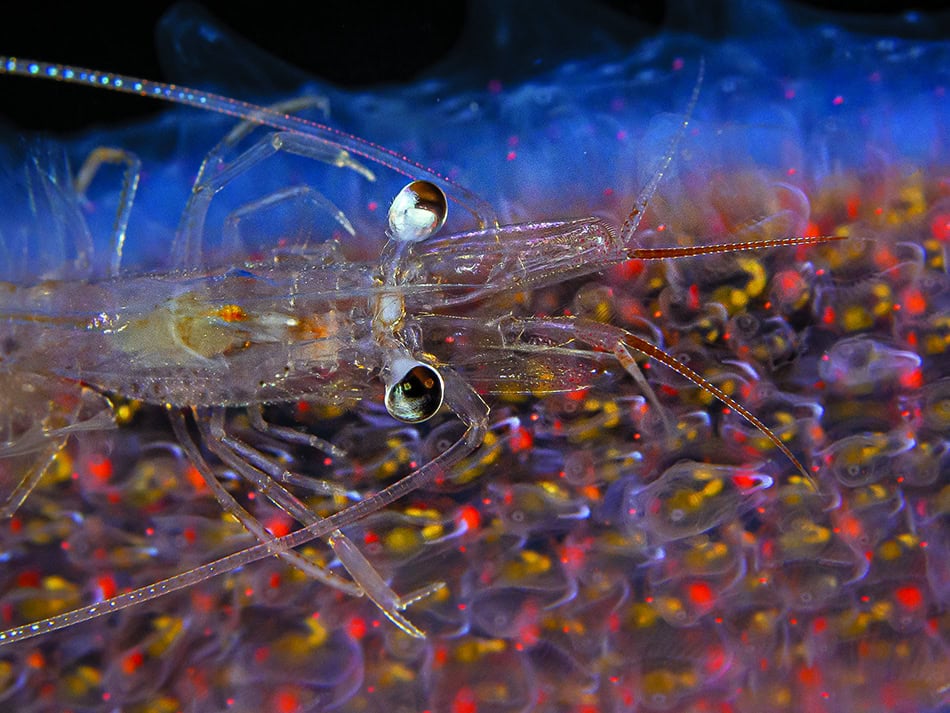 Plongez n56 histoire image image 2