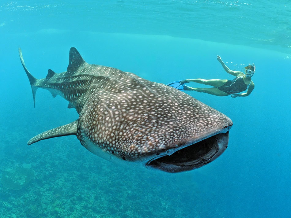 Plongez n57 aquapixel nicolasbarraque image3