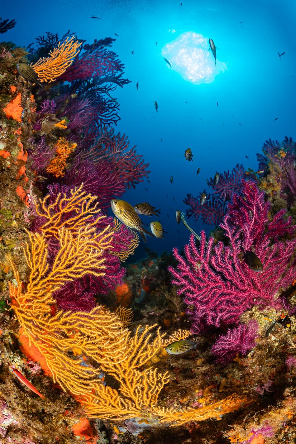 OR Méditerranée Patrick Désormais