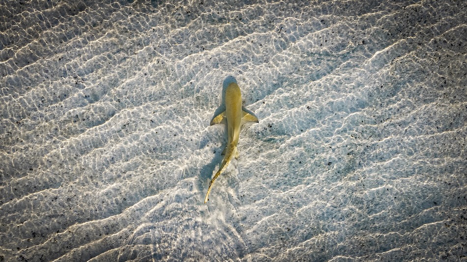 ARGENT Monde Marin Rémi Conte