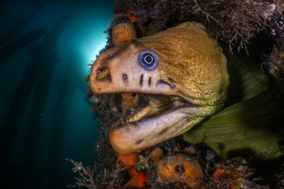 PRIX de l'ACADEMIE GALATHEA Daniel Sly 2025 0057 SE CE