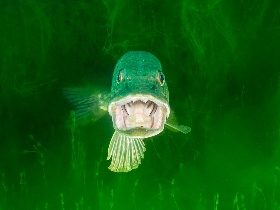 BRONZE Série Expert Christine Bossé