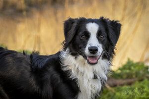 Vrolijk vriendje blije kleine vriend