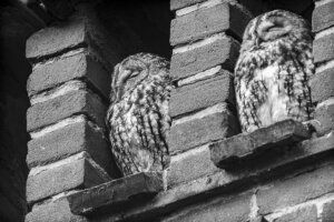 resting tawny owls