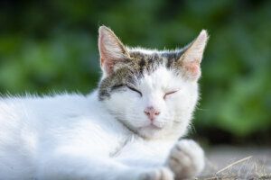 My lazy cat sniper Close-up of a relaxed white and tabby cat resting outdoors with eyes closed, showcasing peaceful feline tranquility in a natural setting.