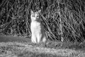 1. A black and white photo of a cat sitting outdoors near tall grass, with one eye slightly closed and a calm expression.