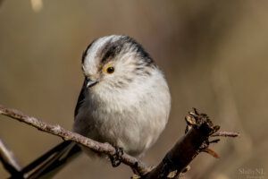 Een close-up van een kleine, pluizige vogel die op een tak zit, met gedetailleerde veren, een helder oog en natuurlijke omgeving, perfect voor vogel-fotografieliefhebbers.