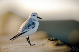 three-toed sandpiper Mijn portfolio's – Momenten gevangen in beelden, Ik ben een Nederlandse hobbyfotograaf, drieteenstrandloper