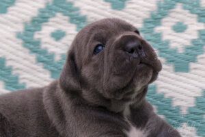 A dog puppy with a soft brown coat resting on a patterned textile background.