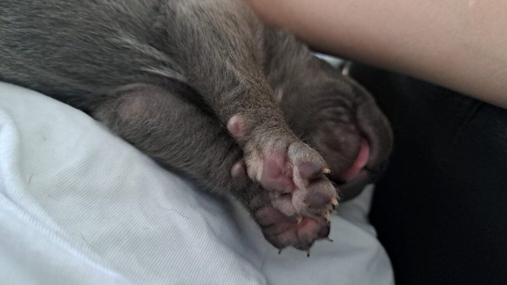 A kitten sleeping peacefully on a soft surface, showcasing adorable tiny paws and relaxed posture.