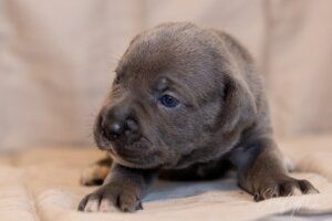 Adorable gray puppy with blue eyes lying on a soft beige surface, showcasing early stages of life and innocence.