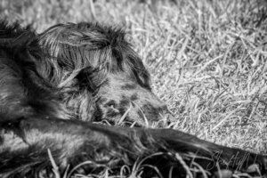 A dog lying peacefully on the grass, captured in black and white, showcasing a calm and serene moment in nature.