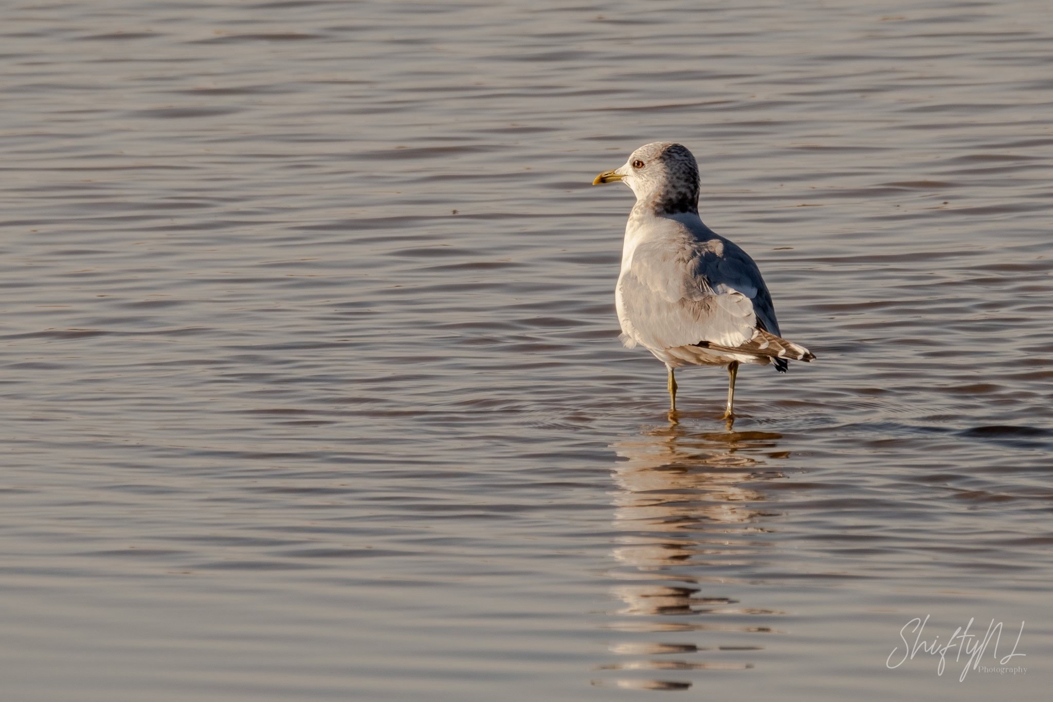 Seagull standing in calm water during golden hour, with soft reflections and serene atmosphere.