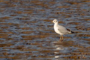 Black Headed Gull On Its Own Seagull standing on wet sandy beach with rippled water surface, captured during golden hour.