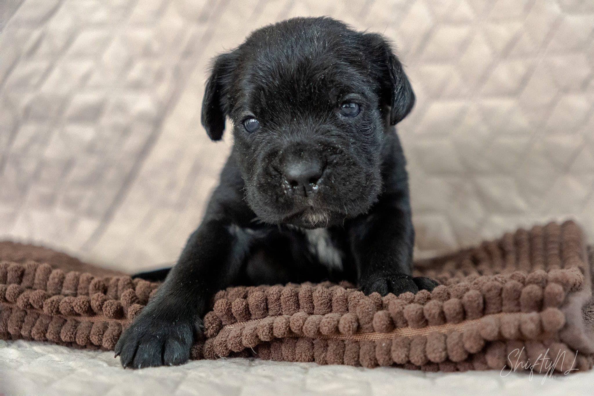 Schattige zwarte puppy kijkt met zielvolle ogen naar de camera, rustend op een zacht bruin kleed op een houten vloer met een patroon.
