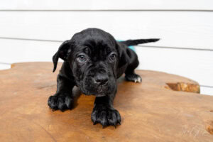 Sneaking up on you Adorable black puppy with blue eyes crawling on a wooden surface, capturing a cute and playful moment.
