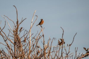 Sparrow perched on leafless branches against clear blue sky, bird photography, wildlife scene, nature photography, bird watcher, outdoor nature shot, ShiftyNL Photography.