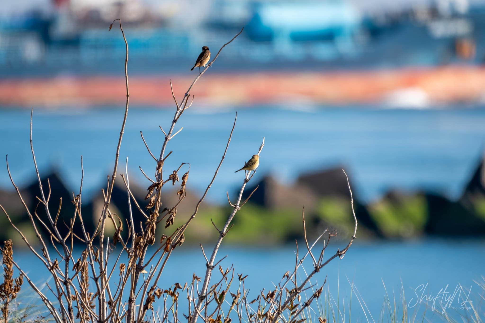 Birds perched on leafless branches near a body of water with boats blurred in the background. Progress of the 200 birds challenge