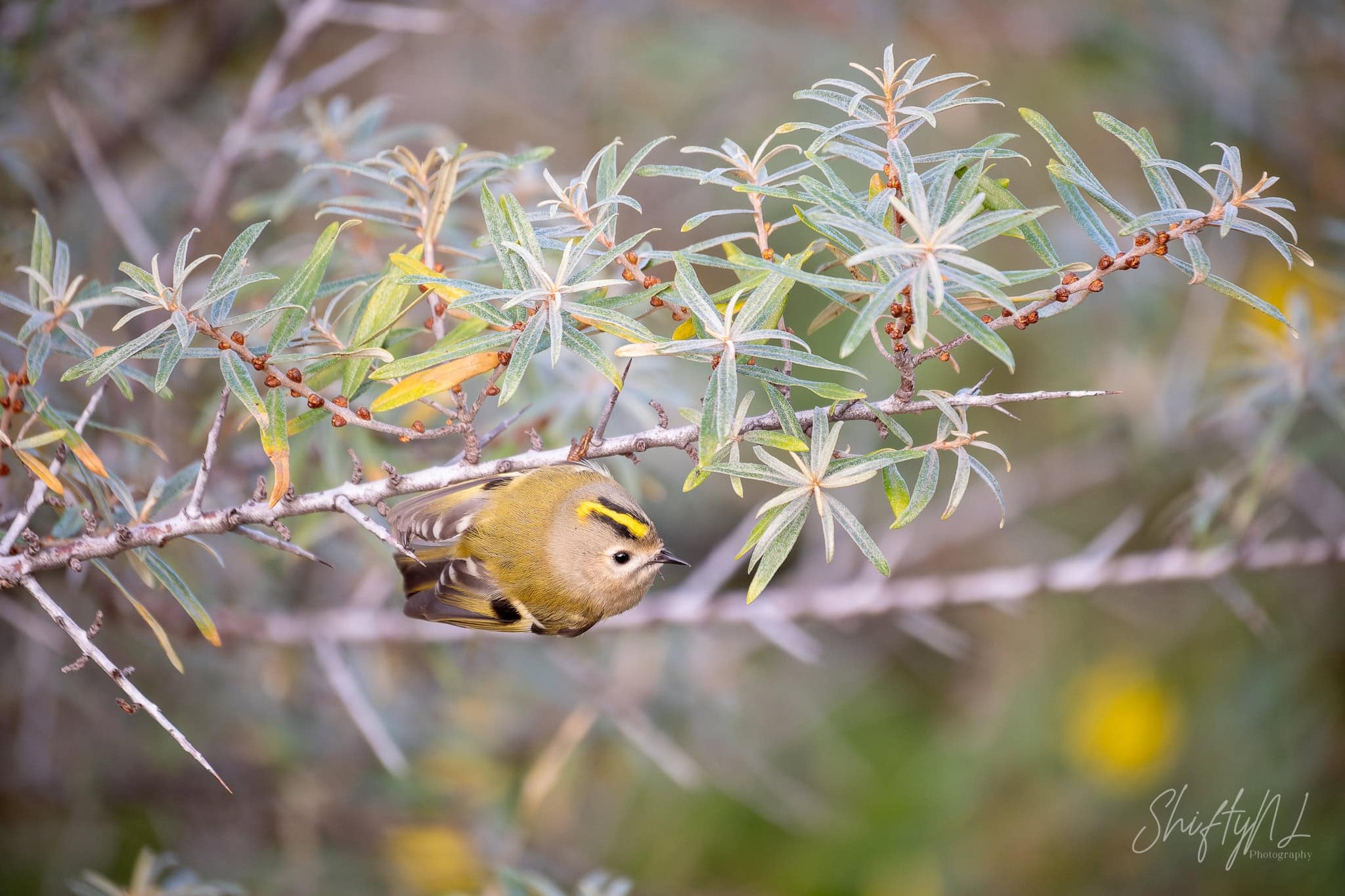 A small yellow bird with black markings perched on a branch with slender green leaves, capturing a delicate moment in nature.