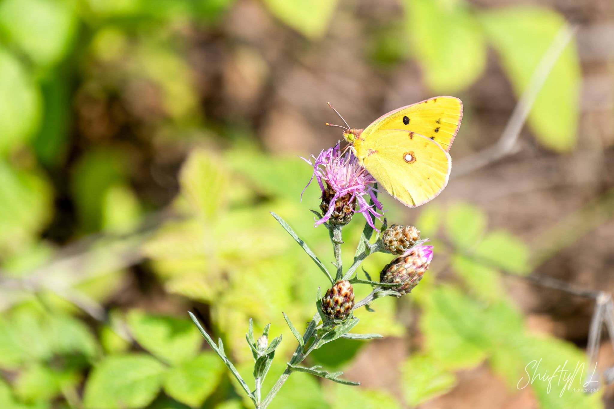 A vibrant yellow butterfly perched on a purple wildflower in a lush green natural setting, showcasing delicate wings and intricate details.