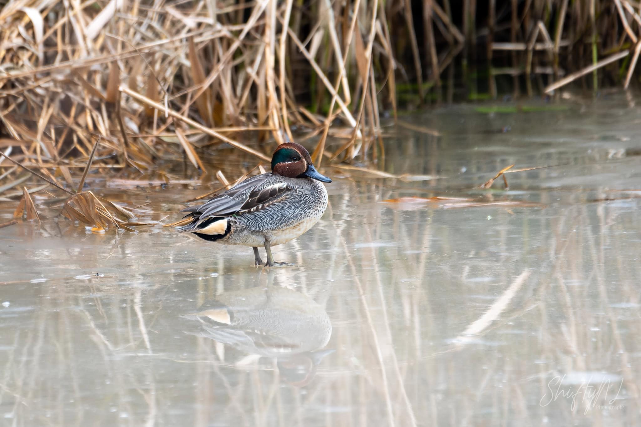 A bird standing on a frozen pond with reeds in the background, showcasing a serene natural habitat.